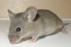 Myši jako škůdci: Jak se chránit před těmito nepříjemnými návštěvníky