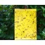 Venkovní lepy na hmyz 10,5 × 7,3 cm – balení 12 ks