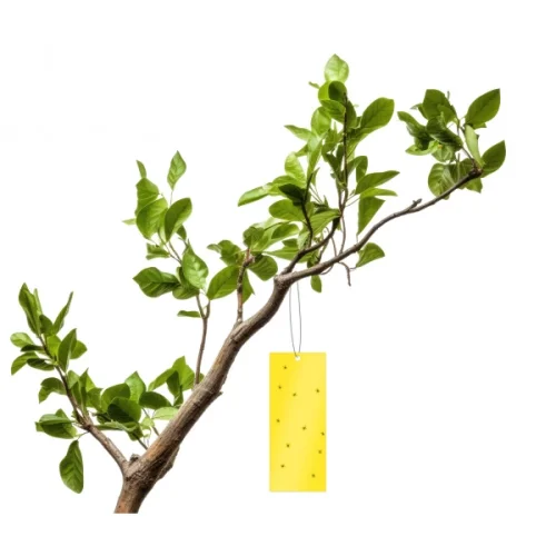 Lepy proti hmyzu 25x10cm, 5ks