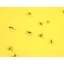 Venkovní lepy na hmyz 10,5 × 7,3 cm – balení 12 ks
