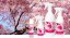 Japonské jaro – vonný olej do interiéru - Objem: 500ml