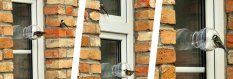 Krmítko pro ptáky – Malý ornitolog