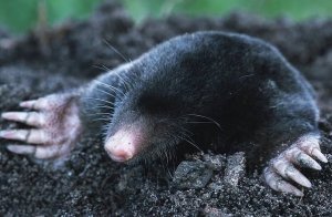 Jak se zbavit krtka na zahradě: co opravdu funguje