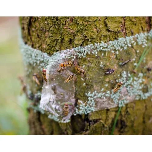 Lepící páska Tree Guard proti hmyzu 5m