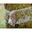 Lepící páska Tree Guard proti hmyzu – 5 m