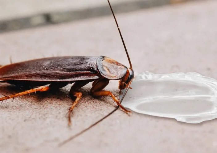 Gel na šváby a rusy – 10 g