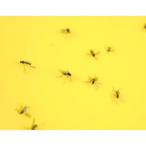 Venkovní lepy na hmyz 10,5 × 7,3 cm – balení 12 ks